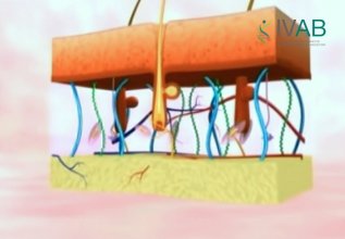 'ANATOMÍA, FISIOLOGÍA Y PATOLOGÍAS DE LA PIEL.'